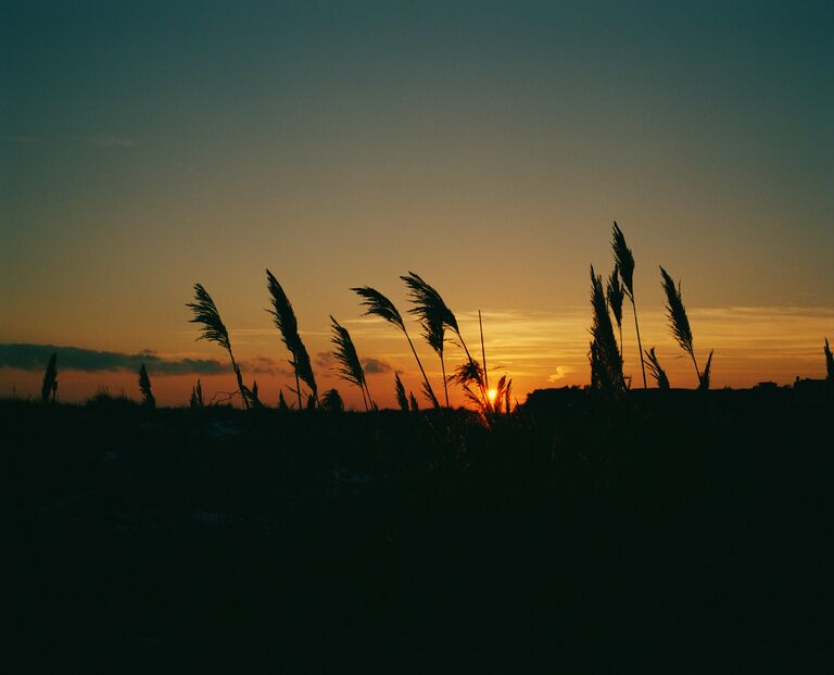 montauk famed sunset reeds sway in the wind