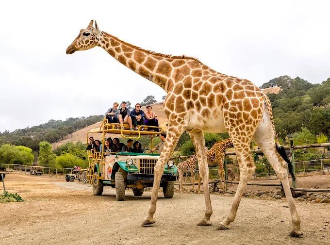 Picture of Safari West