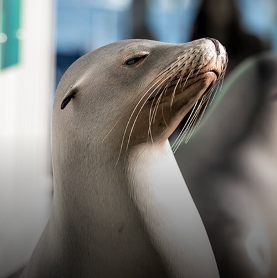 Picture of New England Aquarium