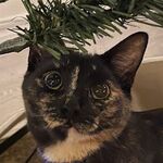 Rootbeer