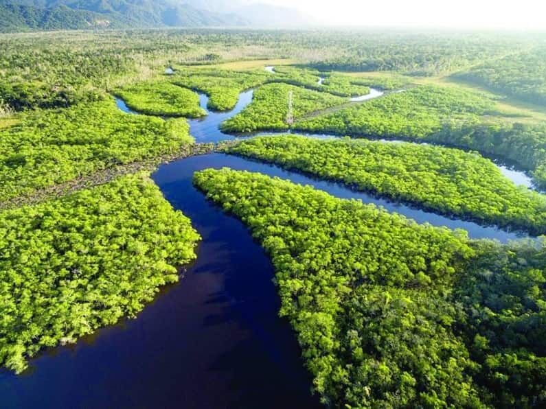 Picture of Amazon Rainforest