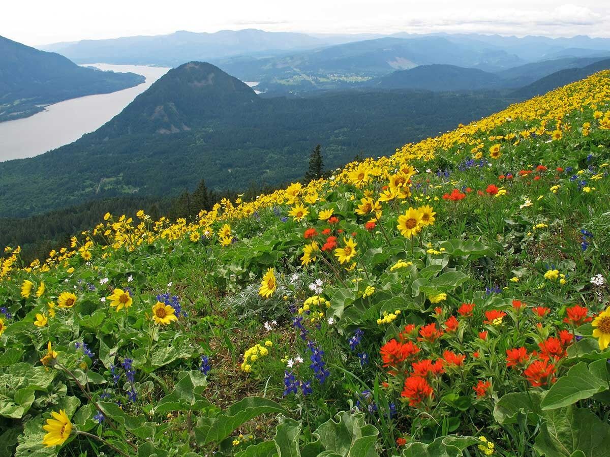 Picture of Dog Mountain Trail