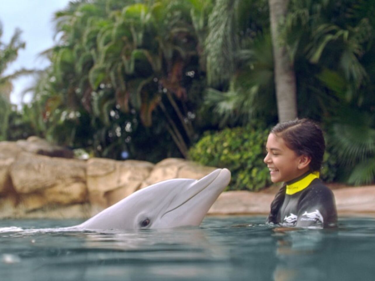 Picture of Dolphin Experience