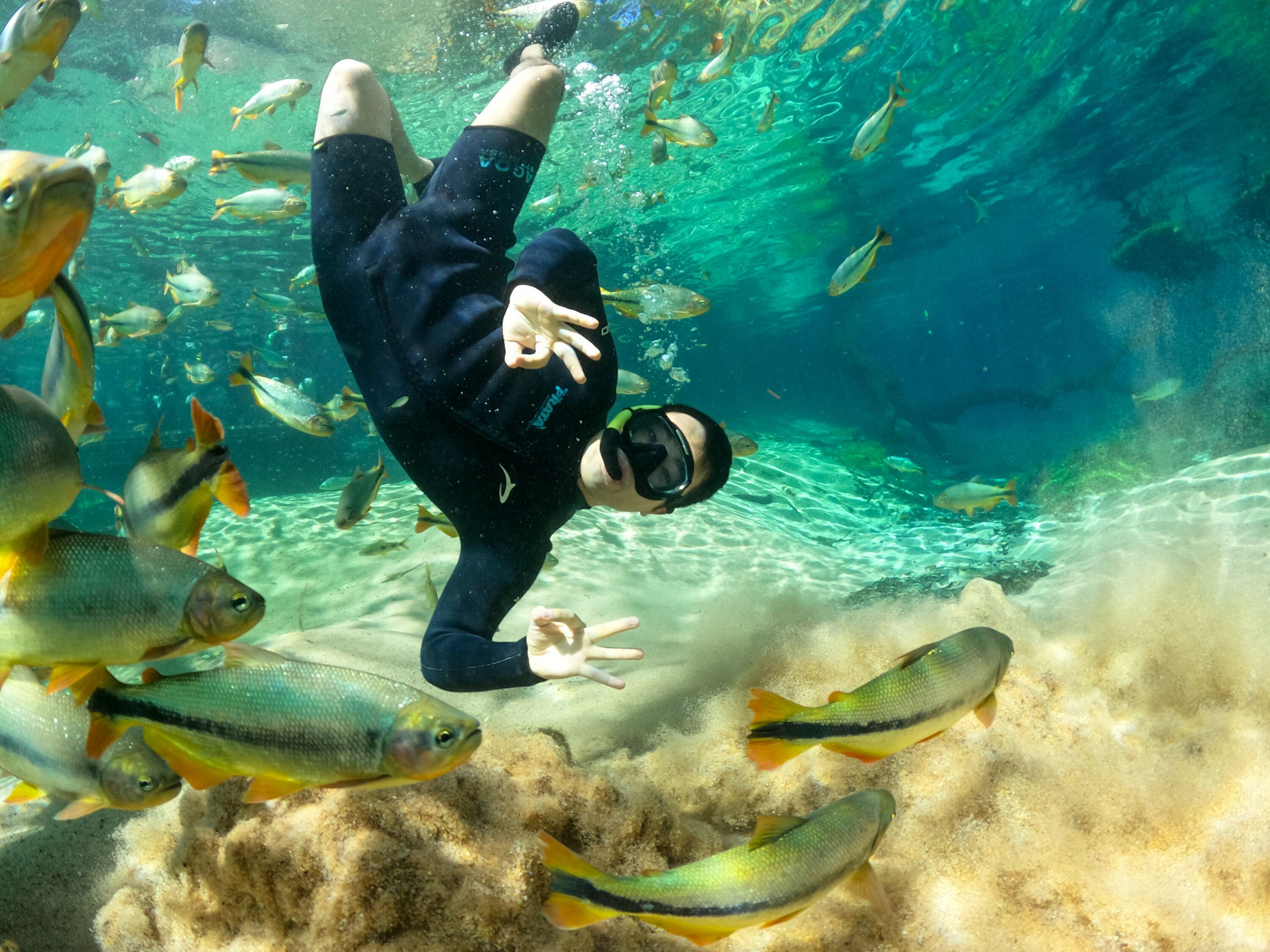 Picture of Bonito