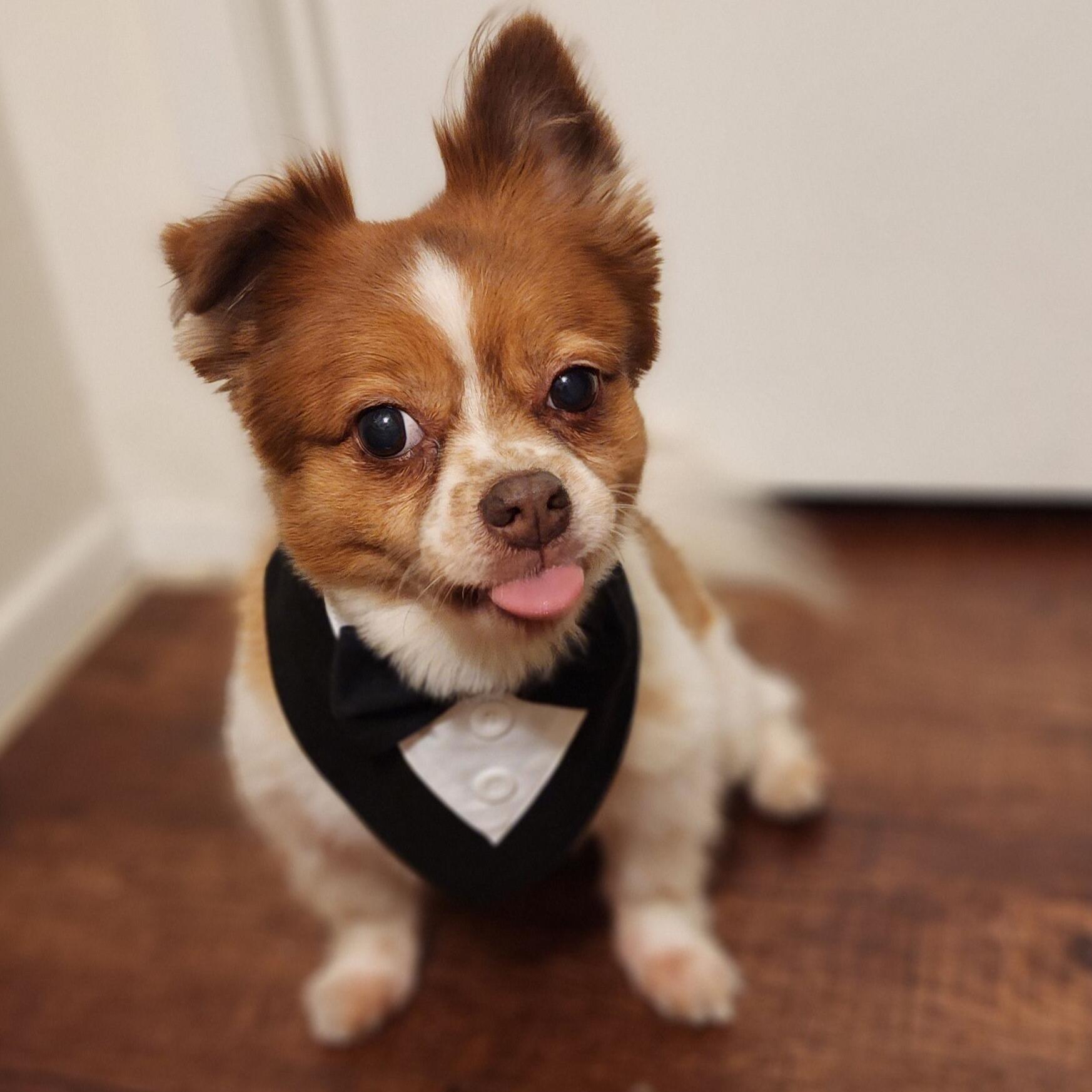 Picture of Honorary Dogsmen- Yogie Sir Lancelot