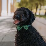 Apollo