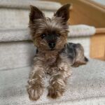 Chewbacca