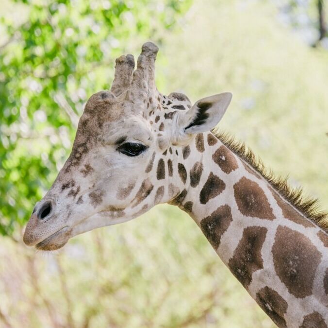Picture of Zoo Boise