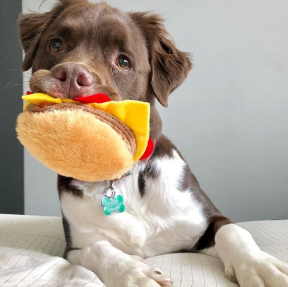 Picture of Puppy Jade is here!