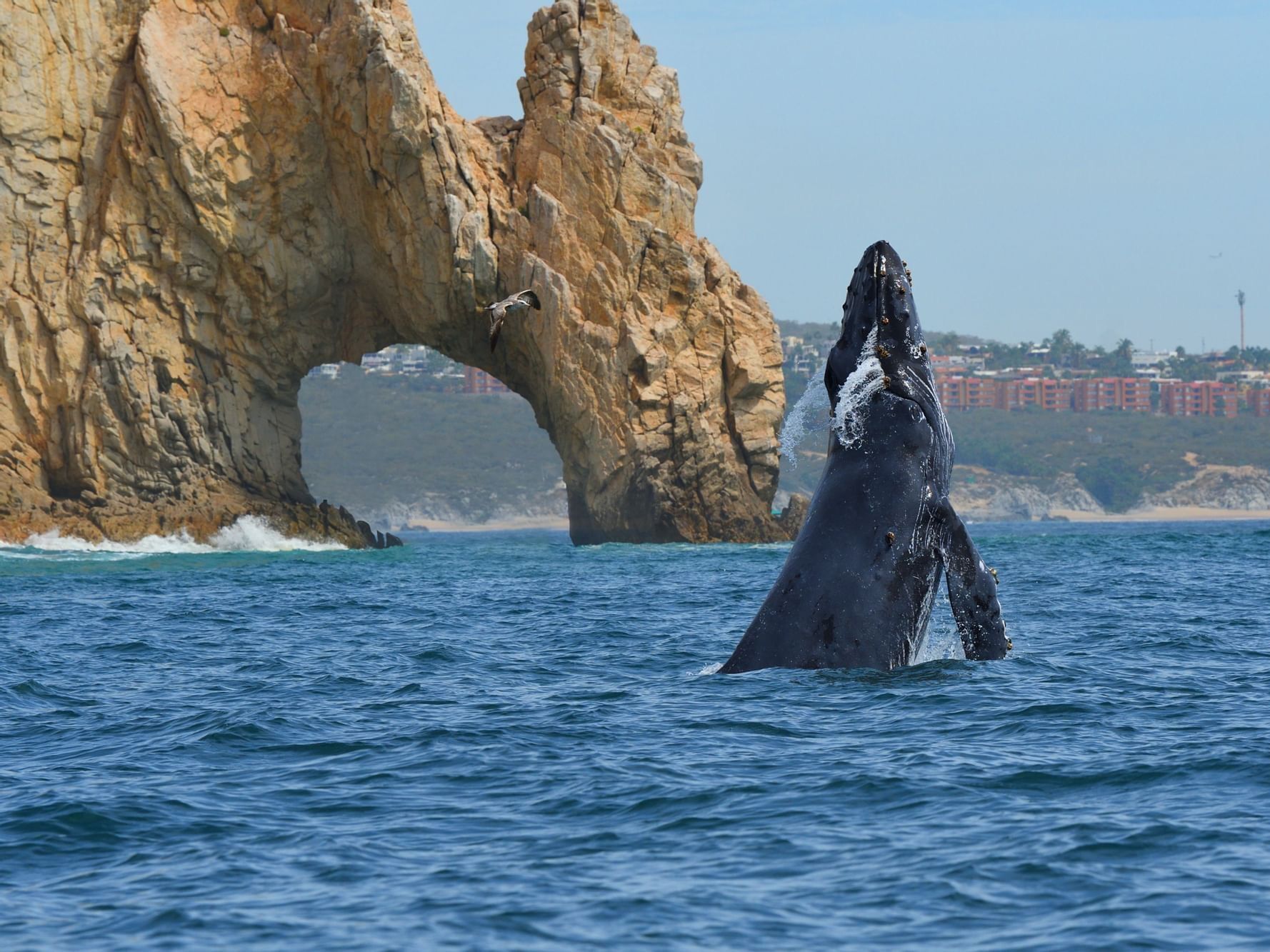 Picture of WHALE WATCHING