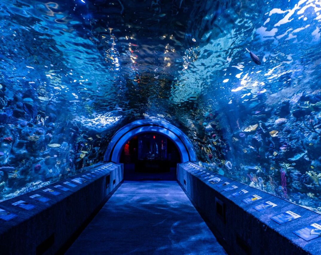Picture of Newport Aquarium 