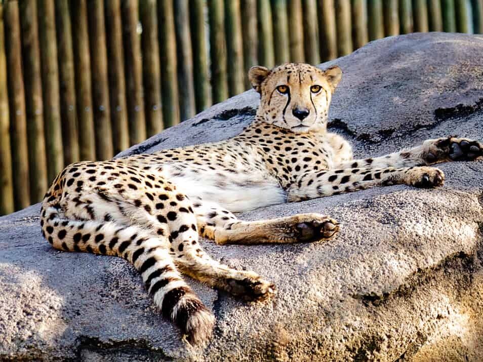 Picture of Houston Zoo