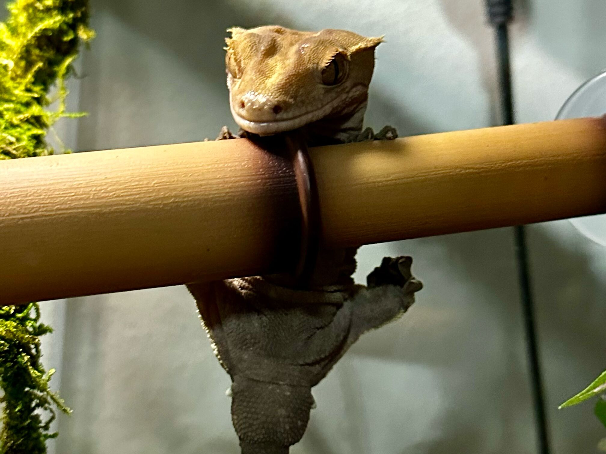 Picture of The Master Gecko