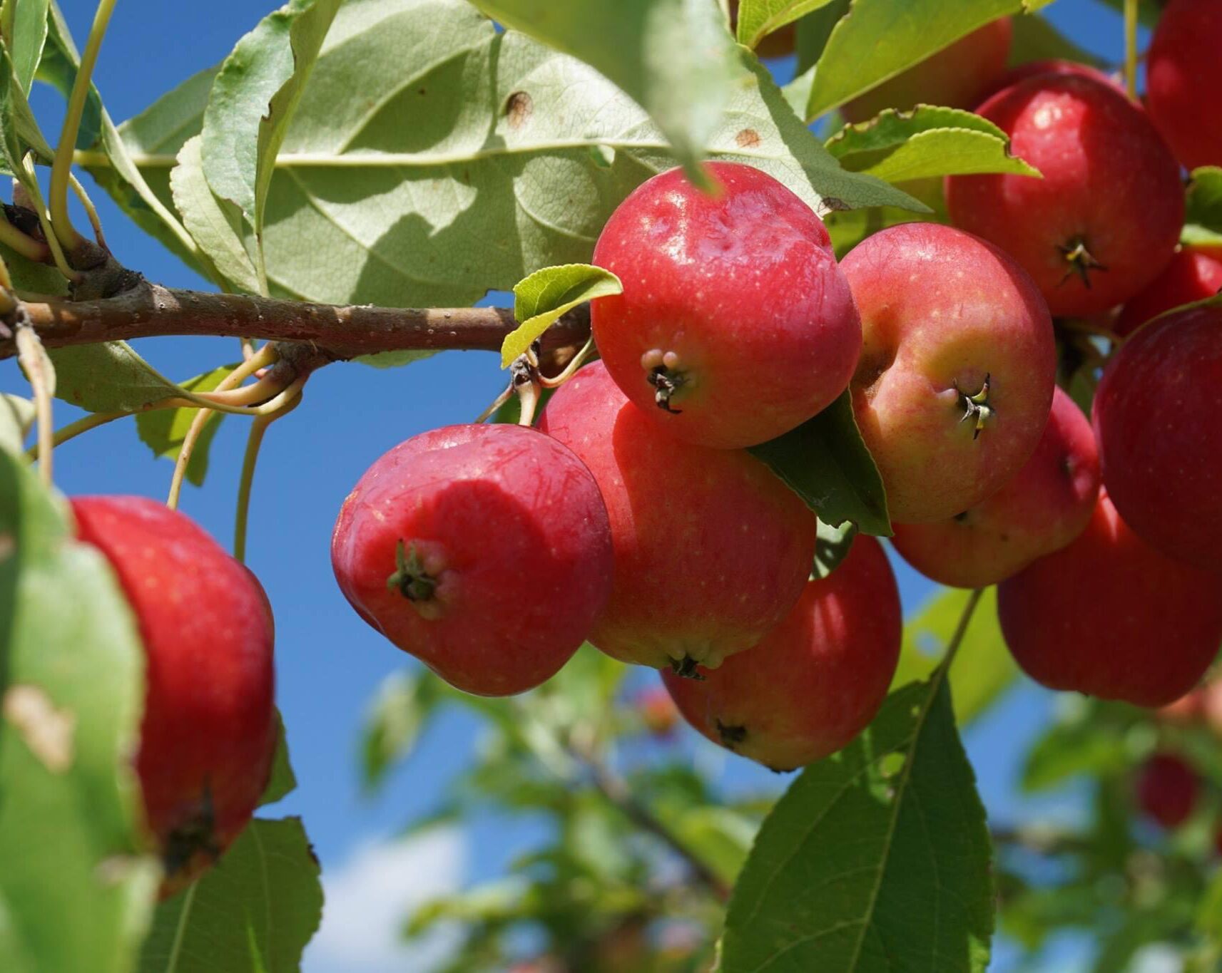 Picture of Maiden Rock Apples Winery & Cidery