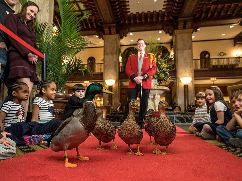 Picture of Watch the World Famous Peabody Duck March