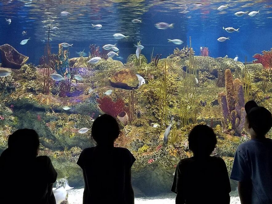 Picture of North Carolina Aquarium at Fort Fisher