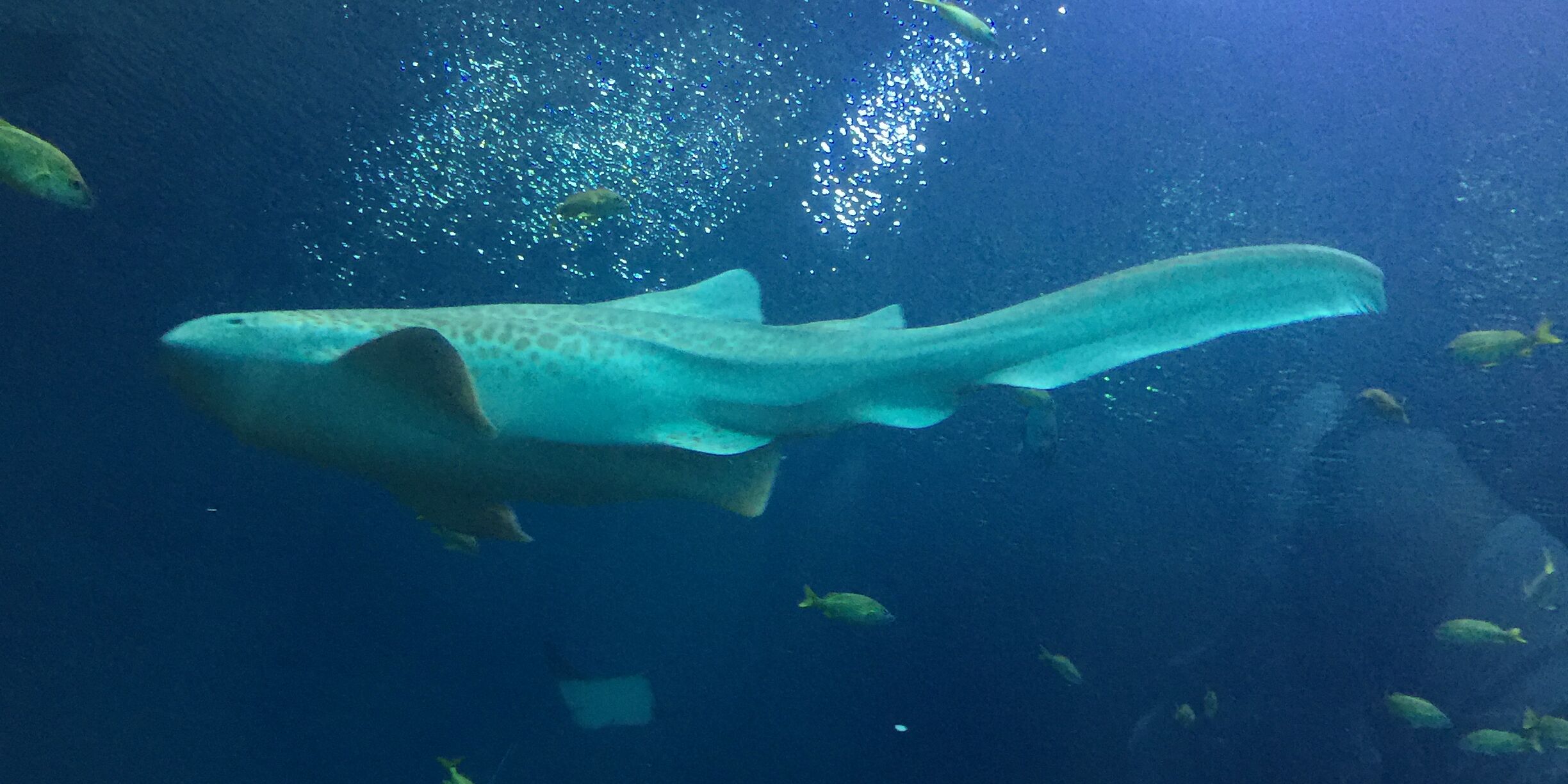 Picture of Georgia Aquarium