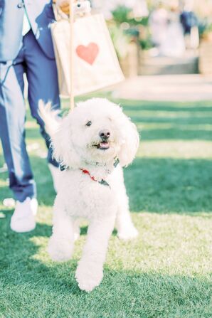 Pet Dog at Wedding at Estancia La Jolla in California