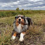 Bindi 