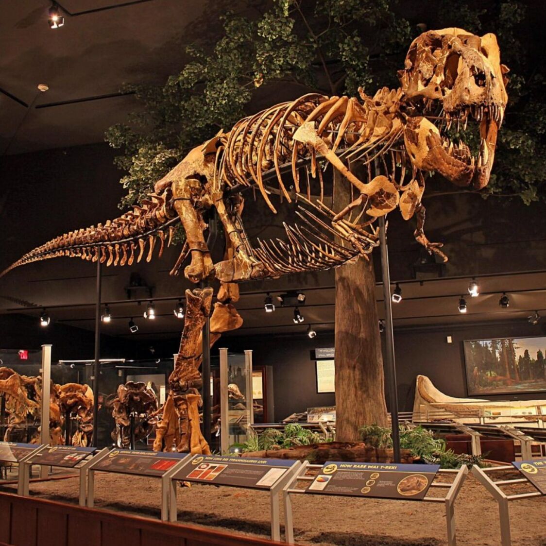 Picture of Museum of the Rockies