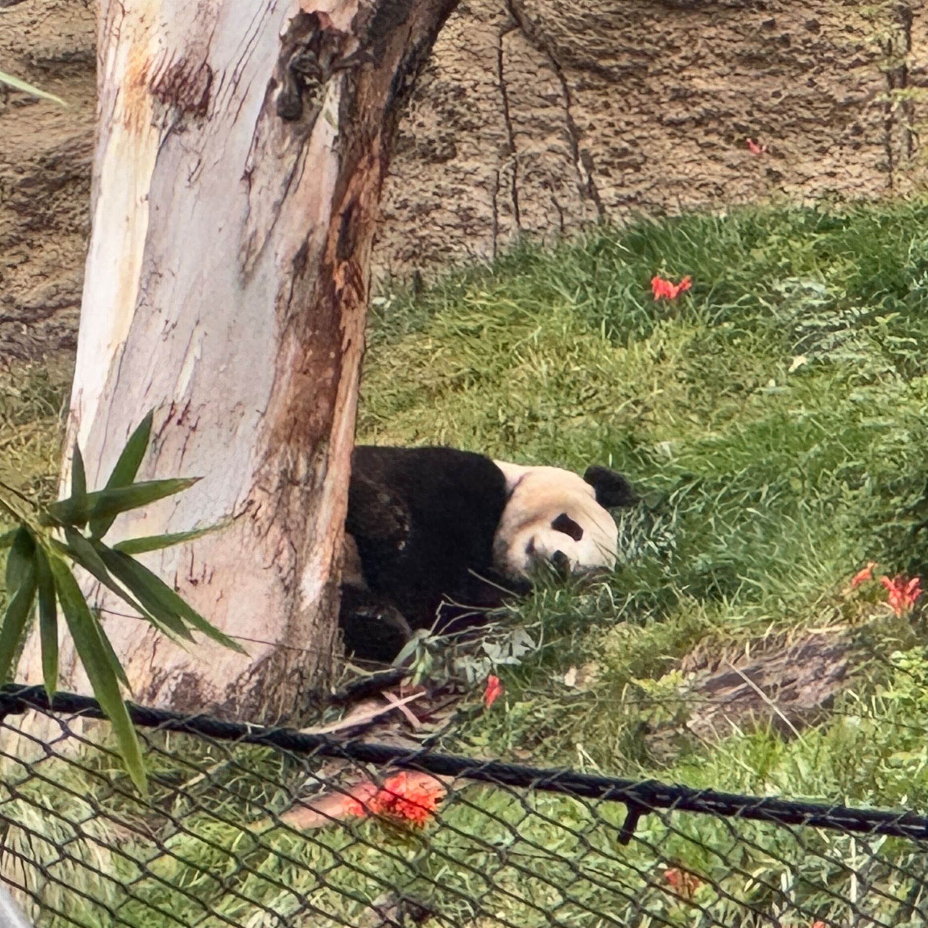 Picture of San Diego Zoo