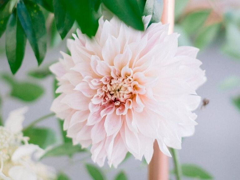 lush pink dahlia