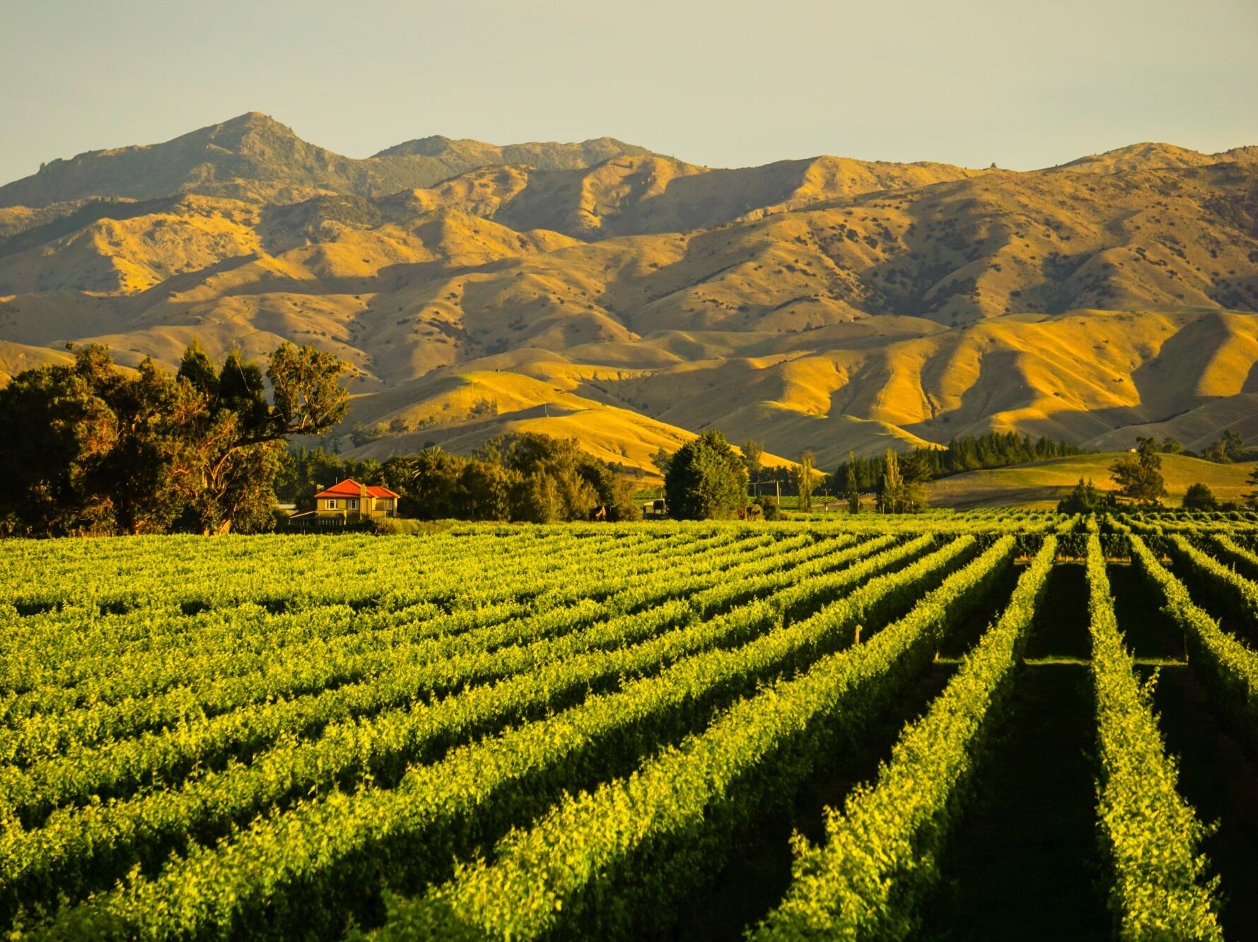 Picture of Blenheim Vineyards