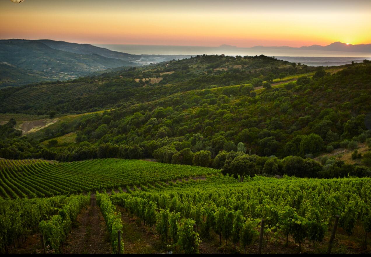 Picture of Luigi Maffini Winery