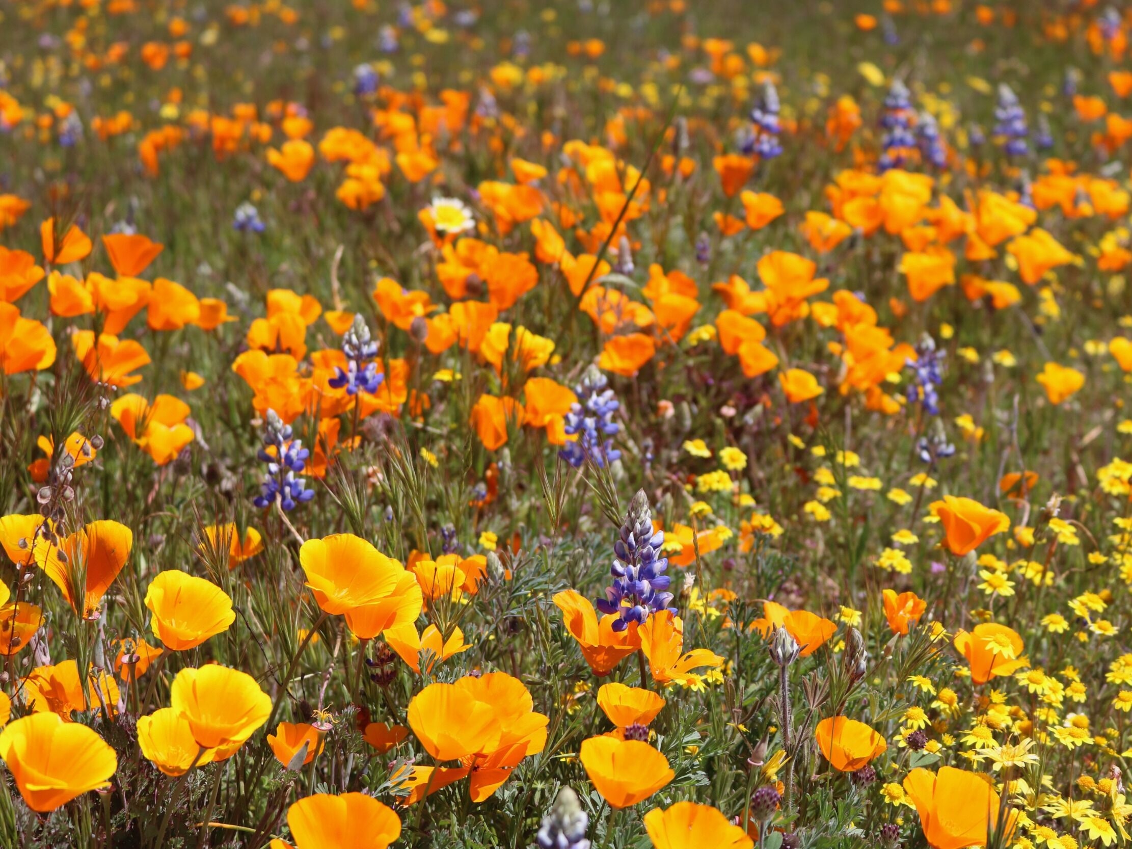Picture of California Wildflower Trail - Shell Creek