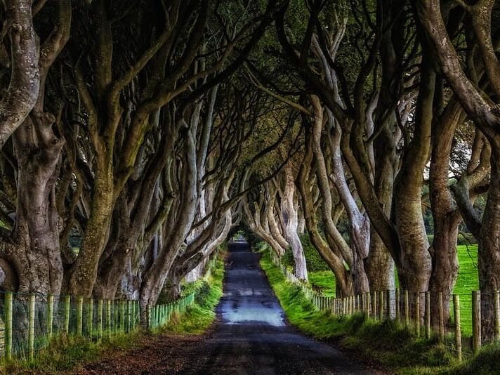 Picture of Dark Hedges Estate