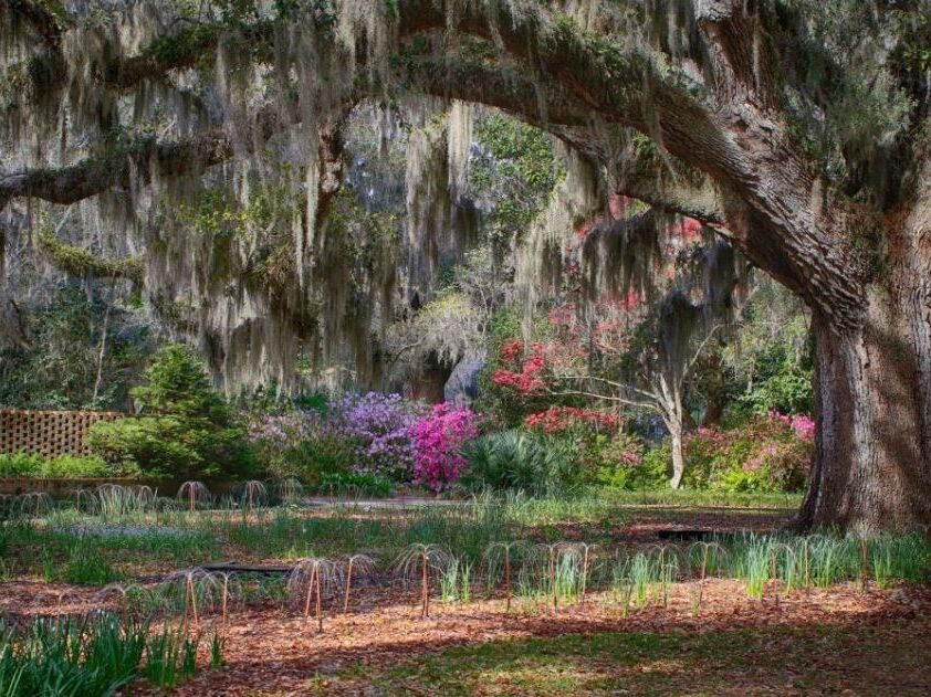 Picture of Brookgreen Gardens & Zoo