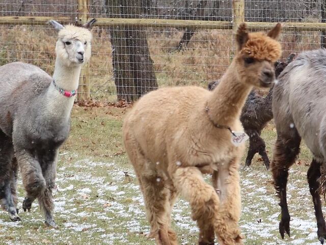 Picture of Living The Dream Alpaca Farm