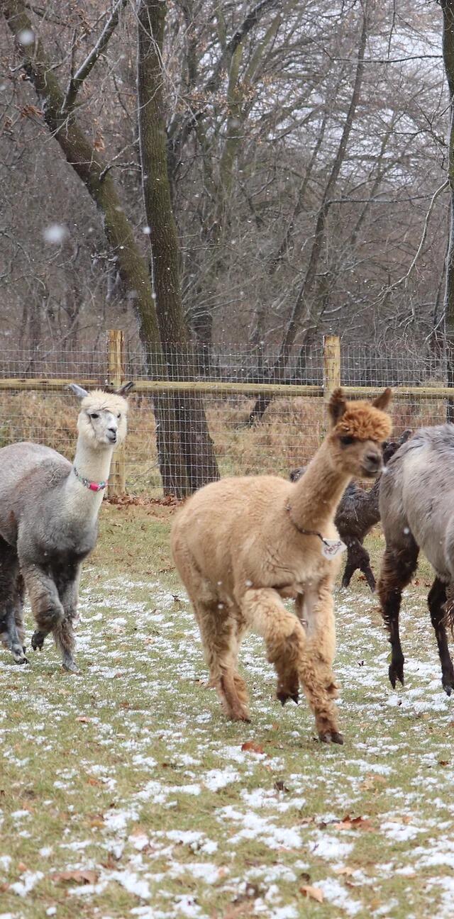 Picture of Living The Dream Alpaca Farm