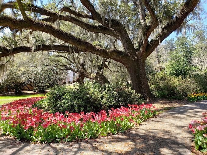 Picture of Airlie Gardens