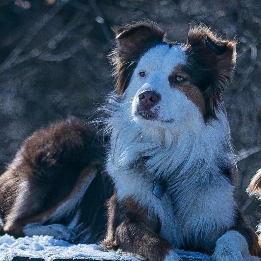Dog Trube
