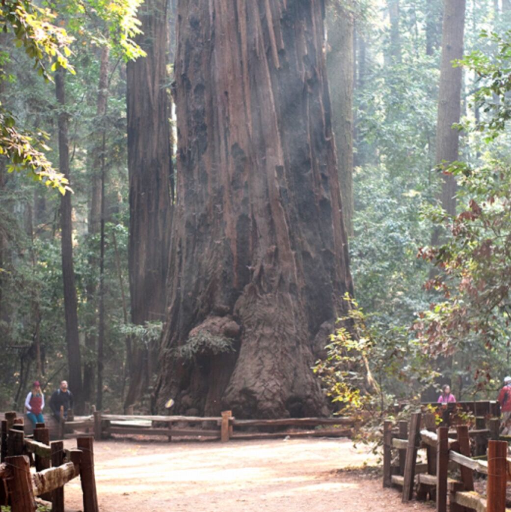 Picture of Henry Cowell Redwoods State Park